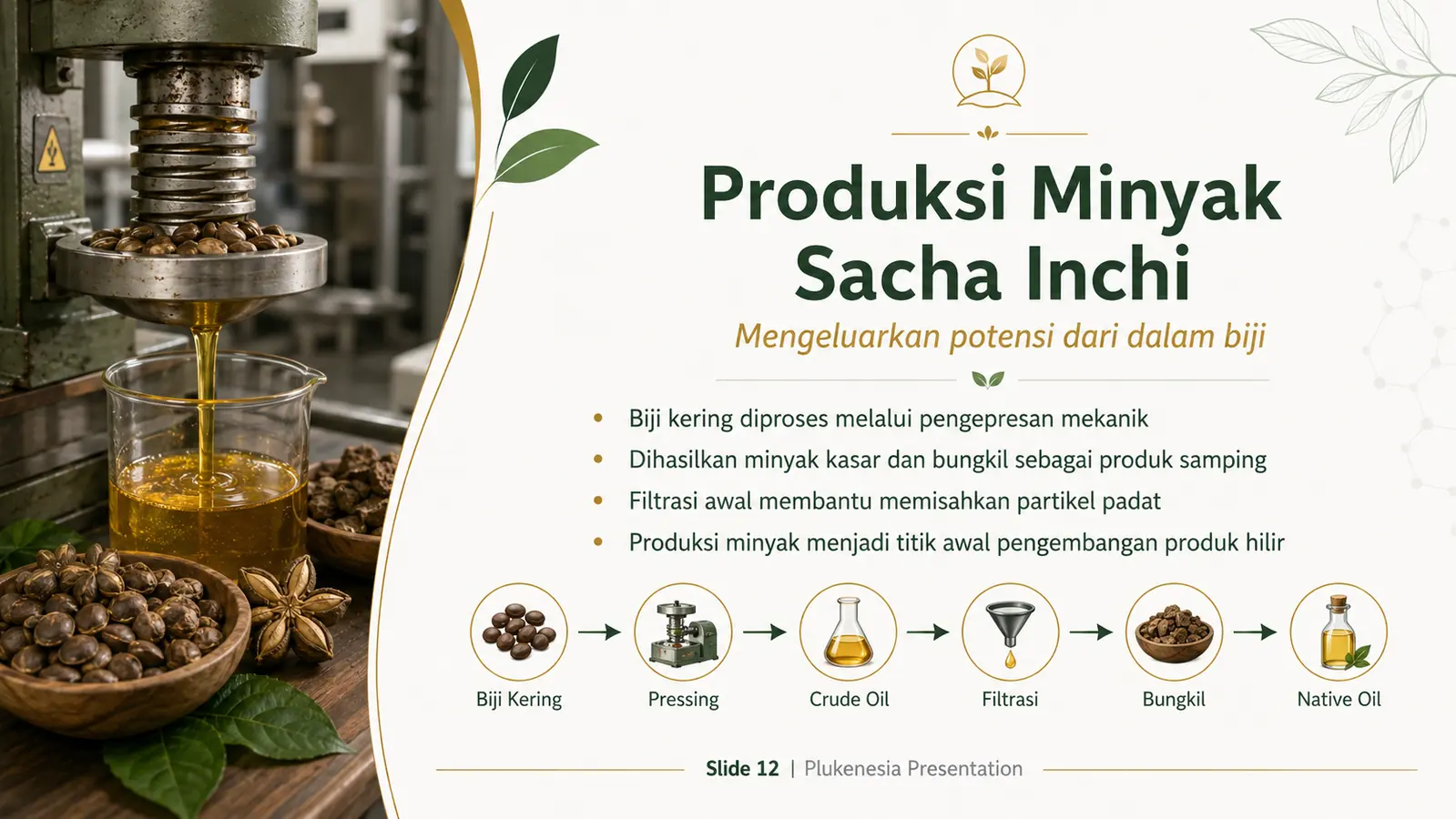 Slide 12: Produksi Minyak Sacha Inchi